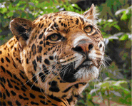 Jaguar