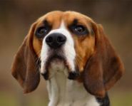 Bad Foods for Dogs