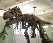 T-Rex at the Museum of Natural History
