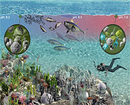 Ocean Acidification