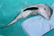 Winter The Dolphin