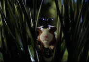 Agent Darwin in Action