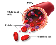 Blood 101