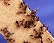 Fire ants working.