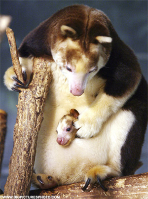 Red Tree Kangaroos