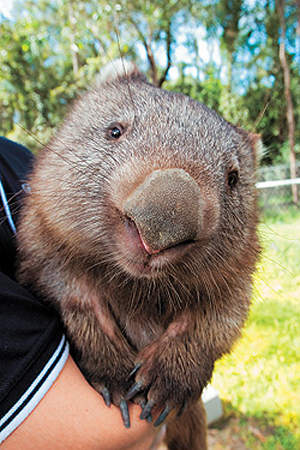 Wombat