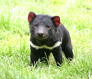 Tasmanian Devil