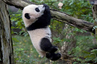 panda