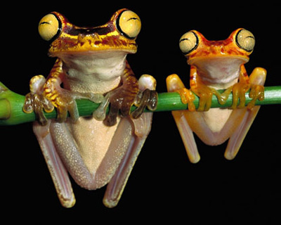 frogs