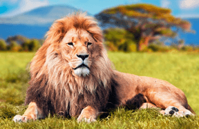 Quiz! What Animal Personality Are You?