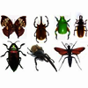 Insects Crossword Puzzle
