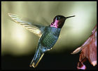 Hummingbird poll