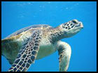 Seaturtle poll