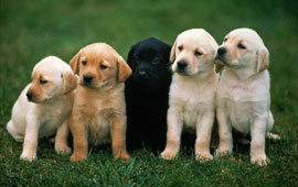 Best thing dogs poll