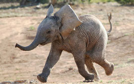 Baby elephant poll