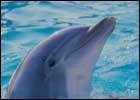 Dolphin 140x100