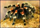 Tarantula 140x100