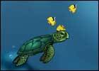Turtle 140x100