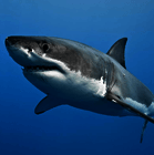Great white shark poll