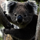 Koala poll