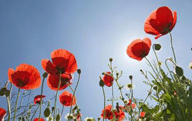 Veterans day poppy poll