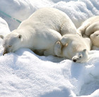 Nature documentary poll