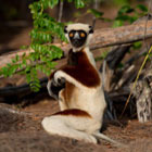Lemur poll