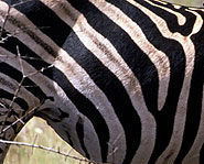 Black and white all over.