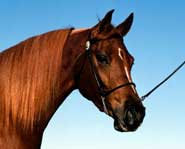 The 1956 equestrian events weren't held in the same country as all the other events.