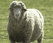 Does this sheep scare you?