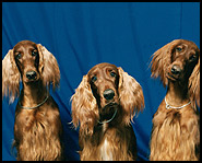 Even though these aren't German Shepherds, German Shepherds bite humans more than any other dog.