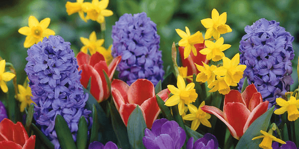 Quiz! Name That Flower!