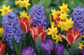 Quiz! Name That Flower!