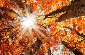 Autumn Trivia Quiz!