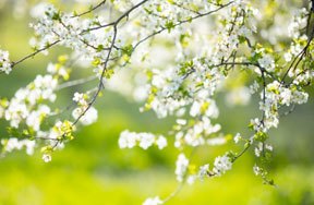 Quiz! How Much Do You Know About Spring Holidays?